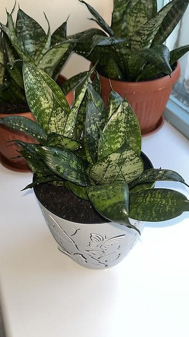 Сансевиерия (Sansevieria) карликовая, пестролистная розетка в at lalafo.kg Сансевиерия (Sansevieria) карликовая, пестролистная розетка в