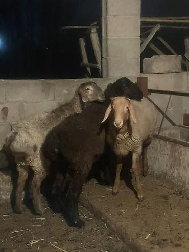 Продаю | Баран (самец) | Для разведения | Племенные, Осеменитель at lalafo.kg Продаю | Баран (самец) | Для разведения | Племенные, Осеменитель