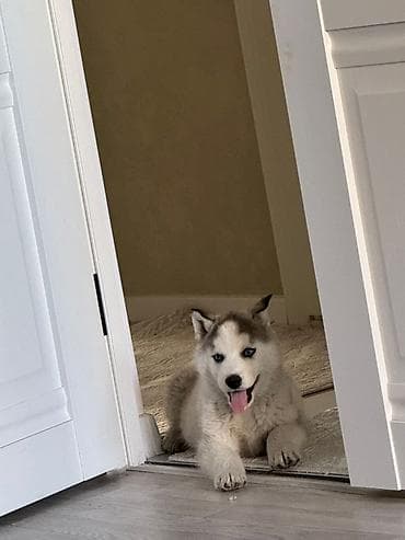 Хаски, 2 месяца, Самец, С прививкой at lalafo.kg Хаски, 2 месяца, Самец, С прививкой