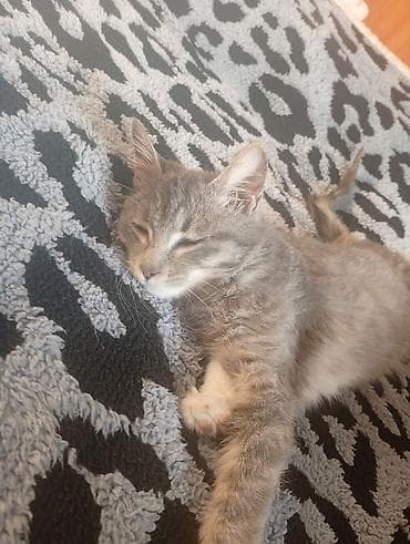 Беспородная, 5 месяцев, Девочка, Серый, Приучена к лотку at lalafo.kg Беспородная, 5 месяцев, Девочка, Серый, Приучена к лотку