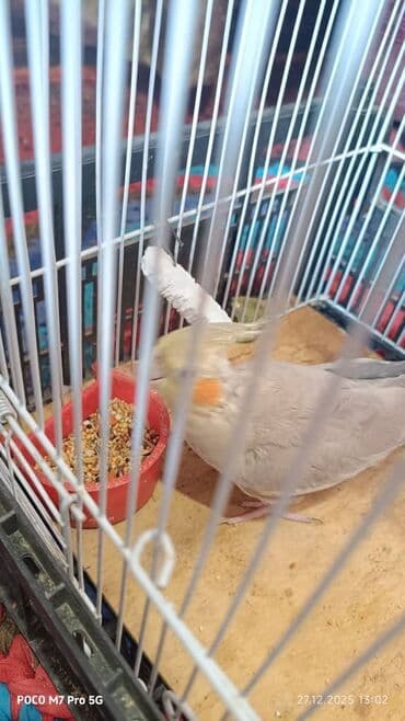 Продаю попугая кореллы. девочка at lalafo.kg Продаю попугая кореллы. девочка