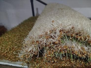 Сумолкко ондурулгон даяр буудай сатылат кг 150 сомдон даяры at lalafo.kg Сумолкко ондурулгон даяр буудай сатылат кг 150 сомдон даяры