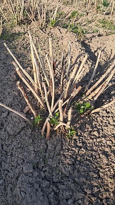 Саженцы малины (корневые отпрыски/делёнки кустов) - Сортовая малина lalafo.kg да Саженцы малины (корневые отпрыски/делёнки кустов) - Сортовая малина