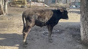 Datsun: Продаю | Бык (самец) | На откорм | Привязанные at lalafo.kg — 4 Datsun: Продаю | Бык (самец) | На откорм | Привязанные — 4