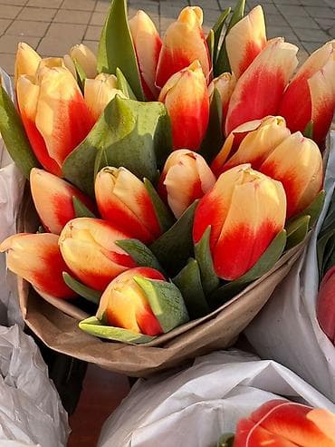 🌷Тюльпаны срезанные, сезонные, пионовидные и другие виды 💯 Порадуйте at lalafo.kg 🌷Тюльпаны срезанные, сезонные, пионовидные и другие виды 💯 Порадуйте