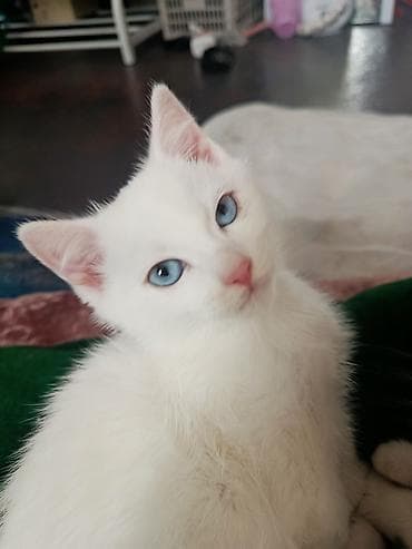 Као-мани, 4 месяца, Мальчик, Белый, Метис, Приучена к лотку, Проглистована at lalafo.kg Као-мани, 4 месяца, Мальчик, Белый, Метис, Приучена к лотку, Проглистована