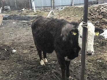 Продаю | Корова (самка), Тёлка | Ангус, Швицкая, Симментальская | На откорм, На забой, Для разведения | Стельные, Отела не было, Привязанные at lalafo.kg Продаю | Корова (самка), Тёлка | Ангус, Швицкая, Симментальская | На откорм, На забой, Для разведения | Стельные, Отела не было, Привязанные