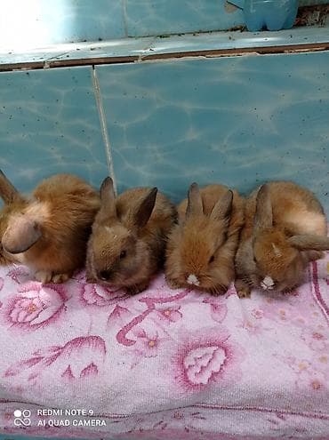 Пушистые декоративные крольчата - Породы/типы: карликовые (есть at lalafo.kg — 6 Пушистые декоративные крольчата - Породы/типы: карликовые (есть — 6