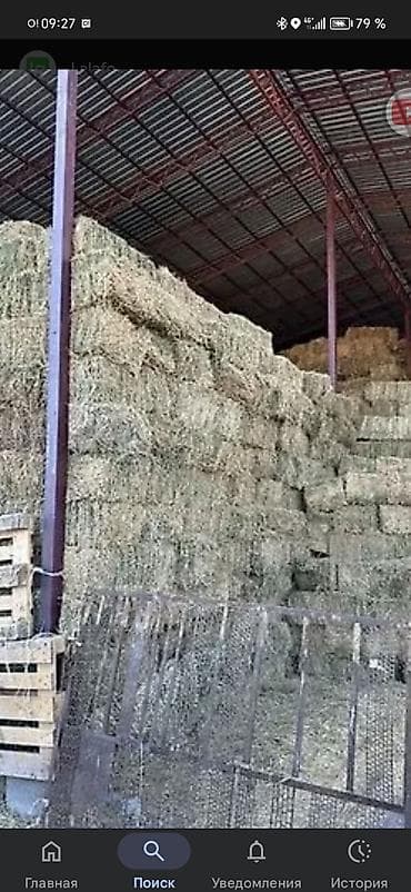 Сено в тюках - Заготовлено и хранится под навесом на стеллажах at lalafo.kg Сено в тюках - Заготовлено и хранится под навесом на стеллажах