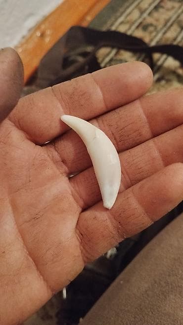 Кулон, Унисекс, Формасы: Жаныбарлар lalafo.kg да — 6 Кулон, Унисекс, Формасы: Жаныбарлар — 6