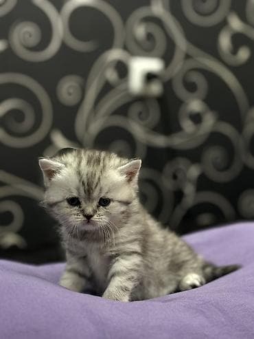 Продаются шотландские вислоухие котята (Scottish Fold и Straight) at lalafo.kg — 8 Продаются шотландские вислоухие котята (Scottish Fold и Straight) — 8
