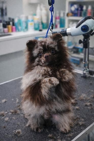 Померанский шпиц, эксклюзивный окрас шикарный характер окрас at lalafo.kg Померанский шпиц, эксклюзивный окрас шикарный характер окрас