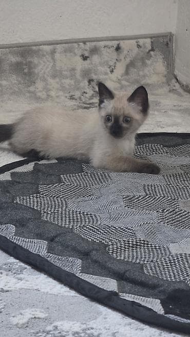 Котёнок с колор-пойнтовым окрасом (светлое тело, тёмные ушки at lalafo.kg Котёнок с колор-пойнтовым окрасом (светлое тело, тёмные ушки
