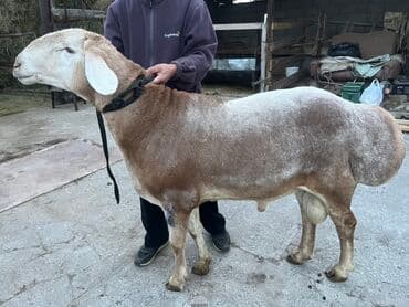 Продаю | Баран (самец) | Арашан | Для разведения | Племенные at lalafo.kg Продаю | Баран (самец) | Арашан | Для разведения | Племенные