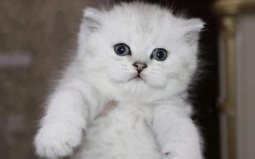 Британская короткошёрстная, 1 месяц, Мальчик, Серебристая шиншилла at lalafo.kg Британская короткошёрстная, 1 месяц, Мальчик, Серебристая шиншилла
