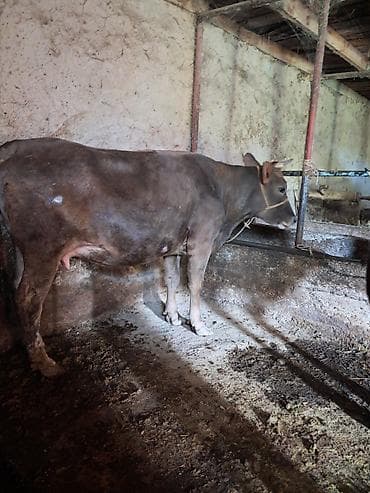 Продаю | Корова (самка) | Для молока | Привязанные at lalafo.kg Продаю | Корова (самка) | Для молока | Привязанные