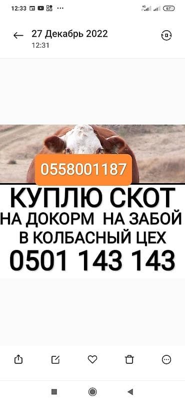 Колбасный цех : Коровы, быки, Лошади, кони, | Круглосуточно, Любое состояние, Забитый at lalafo.kg Колбасный цех : Коровы, быки, Лошади, кони, | Круглосуточно, Любое состояние, Забитый