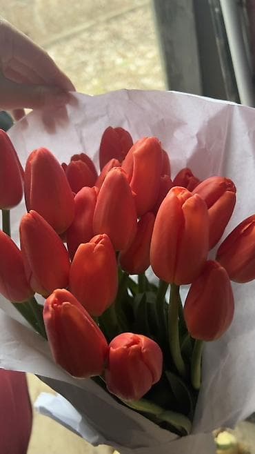 ГОЛЛАНДСКИЕ ТЮЛЬПАНЫ К 8 МАРТА 🌷 Высота 60–70 см - крупные бутоны at lalafo.kg — 3 ГОЛЛАНДСКИЕ ТЮЛЬПАНЫ К 8 МАРТА 🌷 Высота 60–70 см - крупные бутоны — 3