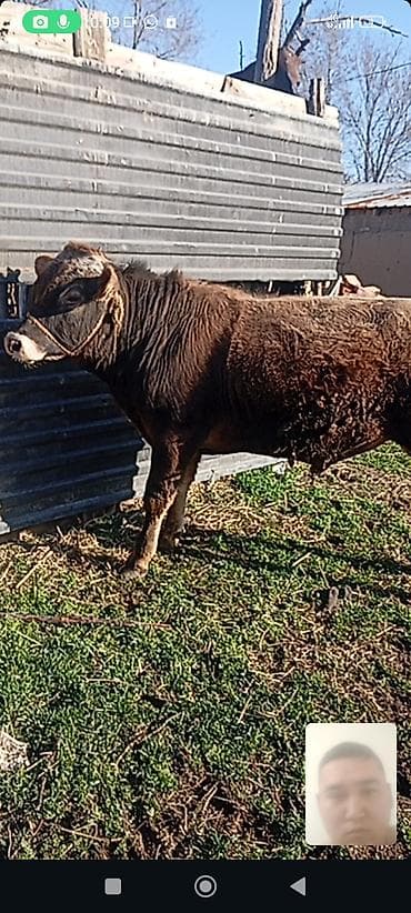 Продаю | Бык (самец) | На откорм | Привязанные at lalafo.kg Продаю | Бык (самец) | На откорм | Привязанные