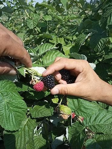 Ежевика at lalafo.kg Ежевика