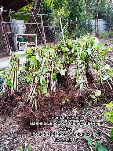 Малина Оптом at lalafo.kg Малина Оптом