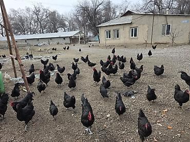 Продаю | Инкубационные яйца | Для разведения, Несушки at lalafo.kg Продаю | Инкубационные яйца | Для разведения, Несушки