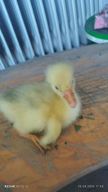 Гусячий птенец (гусёнок) - Возраст: суточный/молодой гусёнок на фото at lalafo.kg Гусячий птенец (гусёнок) - Возраст: суточный/молодой гусёнок на фото