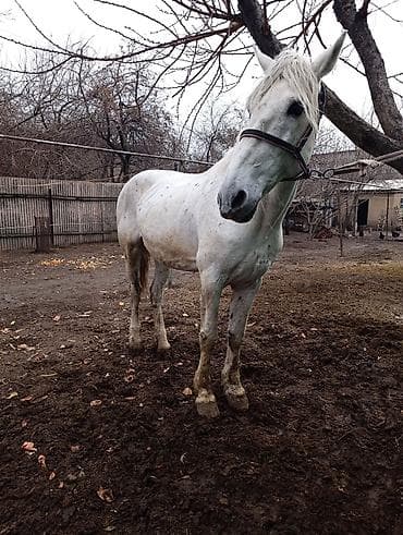 Продаю | Конь (самец) | Рабочий | Мерин at lalafo.kg — 4 Продаю | Конь (самец) | Рабочий | Мерин — 4