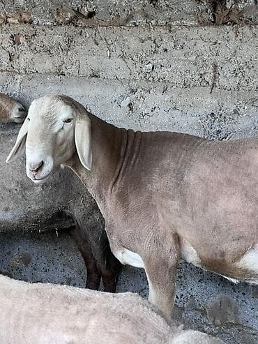 Продаю | Баран (самец) | Для разведения at lalafo.kg Продаю | Баран (самец) | Для разведения