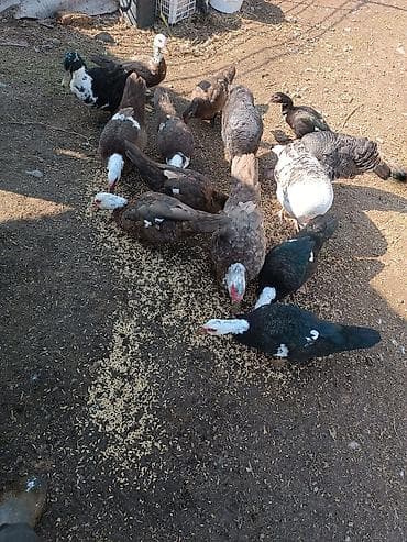 Мускусные утки (индоутки), стадо разного окраса. - Окрас: шоколадный at lalafo.kg Мускусные утки (индоутки), стадо разного окраса. - Окрас: шоколадный