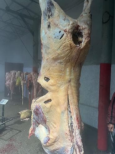 Аквариумдар: Колбаса цехи : Уйлар, букалар, Жылкылар, аттар, | Күнү-түнү, Бардык шартта, Союлган lalafo.kg да — 7 Аквариумдар: Колбаса цехи : Уйлар, букалар, Жылкылар, аттар, | Күнү-түнү, Бардык шартта, Союлган — 7