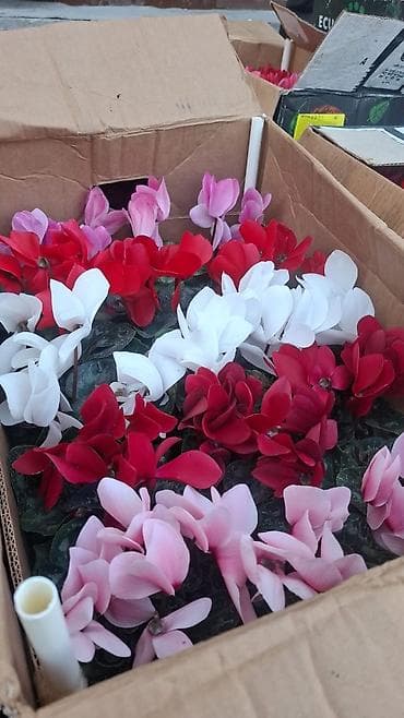 Proton: Комнатные цветы в горшках — ассортимент из теплицы - Каланхоэ at lalafo.kg — 2 Proton: Комнатные цветы в горшках — ассортимент из теплицы - Каланхоэ — 2