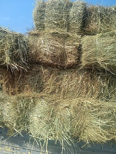 Тоо чоп - Прямоугольные тюки стандартного размера, плотная прессовка at lalafo.kg Тоо чоп - Прямоугольные тюки стандартного размера, плотная прессовка