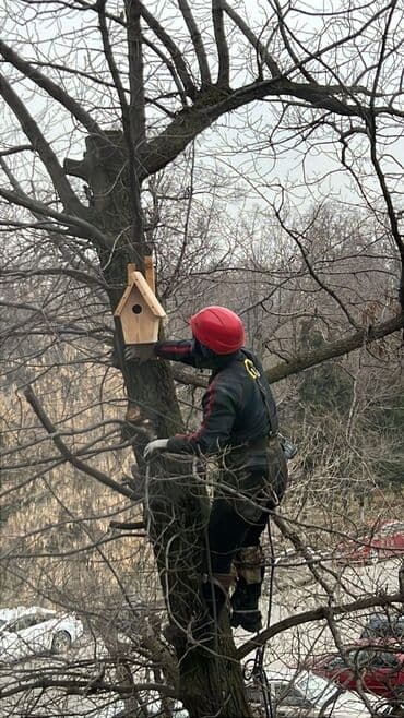✅ Спил и удаление деревьев. Безопасно и быстро! 🌳 Профессиональные at lalafo.kg ✅ Спил и удаление деревьев. Безопасно и быстро! 🌳 Профессиональные