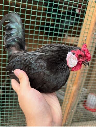 Продаю | Куры, Петух at lalafo.kg Продаю | Куры, Петух