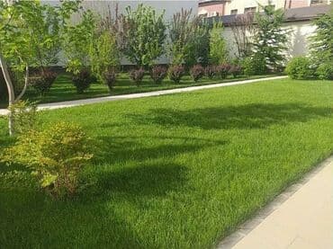 🌿 Газон 🌿 Посев газона 🌿Сеем газон 🌿 Удобрение для газона 🌿 at lalafo.kg 🌿 Газон 🌿 Посев газона 🌿Сеем газон 🌿 Удобрение для газона 🌿
