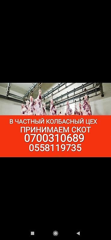 Жеке жак, Колбаса цехи : Уйлар, букалар, Жылкылар, аттар, Башка а/ч жаныбарлары, | Күнү-түнү, Бардык шартта, Союлган lalafo.kg да Жеке жак, Колбаса цехи : Уйлар, букалар, Жылкылар, аттар, Башка а/ч жаныбарлары, | Күнү-түнү, Бардык шартта, Союлган