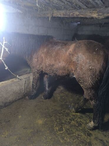 Продаю | Конь (самец) | На забой, Для разведения | Мерин at lalafo.kg Продаю | Конь (самец) | На забой, Для разведения | Мерин