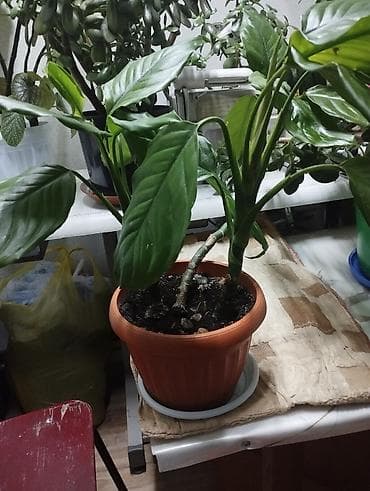 Спатифиллум (Spathiphyllum) в горшке - Домашнее at lalafo.kg Спатифиллум (Spathiphyllum) в горшке - Домашнее