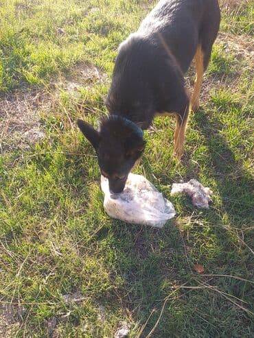 Срочно пристраивается молодая собачка. Стерильная, привитая at lalafo.kg Срочно пристраивается молодая собачка. Стерильная, привитая