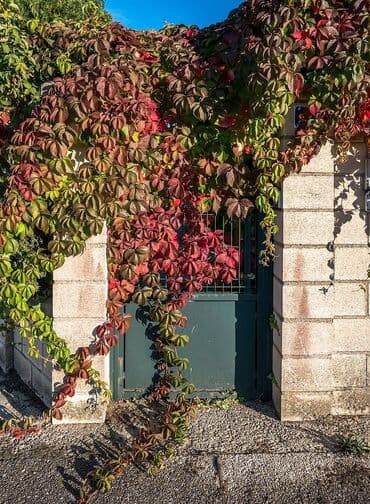 Саженцы цветка: Плющ, Самовывоз at lalafo.kg Саженцы цветка: Плющ, Самовывоз