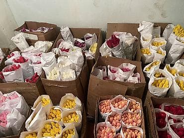 ‼️Тюльпаны с луковицей‼️, срез в букетах - Разноцветная палитра at lalafo.kg ‼️Тюльпаны с луковицей‼️, срез в букетах - Разноцветная палитра