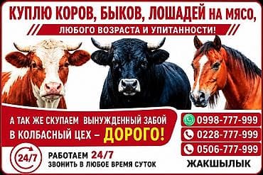 Жеке жак, Колбаса цехи : Уйлар, букалар, Жылкылар, аттар, Кочкорлор, койлор, | Күнү-түнү, Бардык шартта, Союлган lalafo.kg да Жеке жак, Колбаса цехи : Уйлар, букалар, Жылкылар, аттар, Кочкорлор, койлор, | Күнү-түнү, Бардык шартта, Союлган