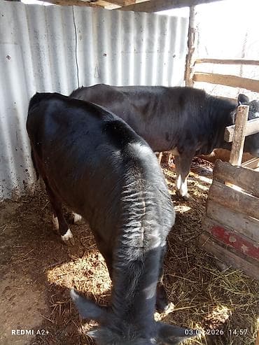 Продаю | Бык (самец) | На откорм at lalafo.kg Продаю | Бык (самец) | На откорм