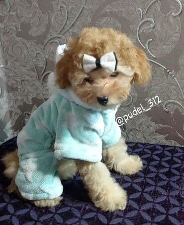 Пудель, 1 месяц, Самец, С родословной at lalafo.kg Пудель, 1 месяц, Самец, С родословной