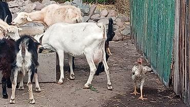Коза продаю Заненская породы. Дойной породы .эчки сатылат саан .1литр at lalafo.kg Коза продаю Заненская породы. Дойной породы .эчки сатылат саан .1литр