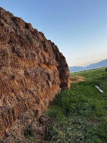 Саман сатылат, Продаю сено г.Кара-Балта село Полтавка at lalafo.kg Саман сатылат, Продаю сено г.Кара-Балта село Полтавка