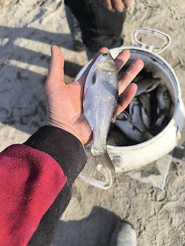 Балыктар: Толстолобик малёк рыбы для зарыбления водоёмов - Вид lalafo.kg да — 4 Балыктар: Толстолобик малёк рыбы для зарыбления водоёмов - Вид — 4