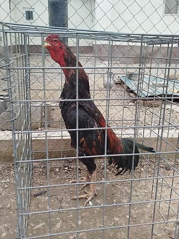 Дакан короз сатылат алмашу жолдору бар домашний тооко алмашам адрес at lalafo.kg Дакан короз сатылат алмашу жолдору бар домашний тооко алмашам адрес