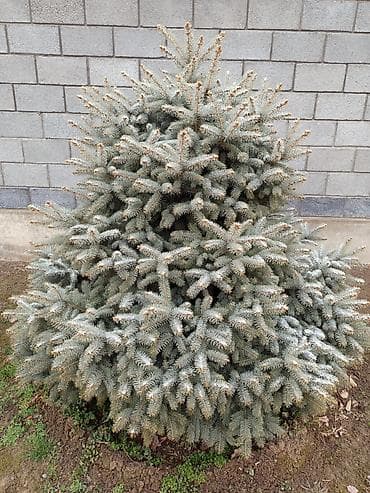 Ель голубая (колючая), компактная форма - Декоративный хвойный at lalafo.kg Ель голубая (колючая), компактная форма - Декоративный хвойный